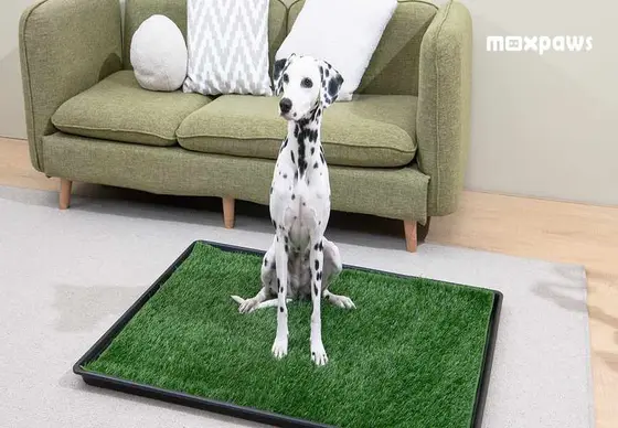 Discover MEEXPAWS: Your Go-To for Pet Care Solutions