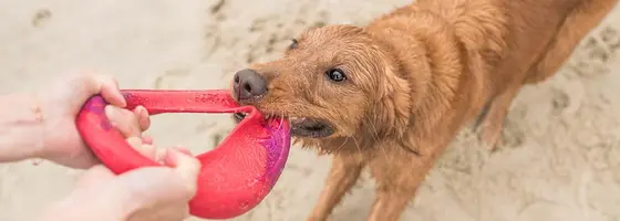 Pet Care's New Wave: Brands to Know This Year