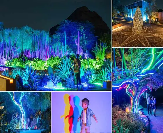 Exploring the Desert Botanical Garden: 12 Tips You Need to Know