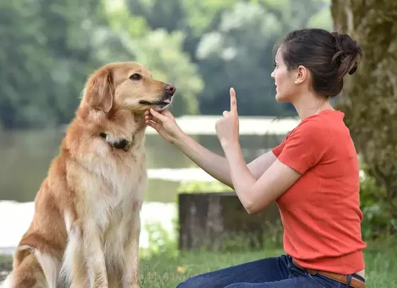 13 Ways to Get More Out of Dog Academy