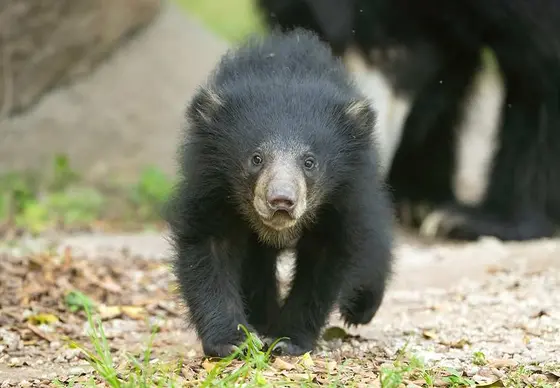 Exploring the Evolving Landscape of Wildlife Attractions