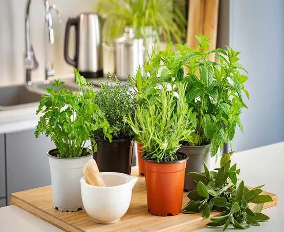 Tips to Extend the Life of Store-Bought Herbs Indoors