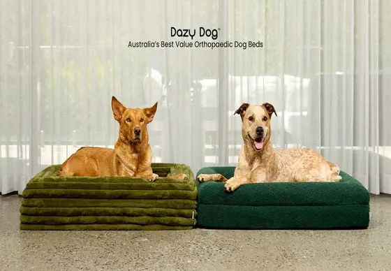 Dazy Dog or P.L.A.Y.? Here's What Each Does Best