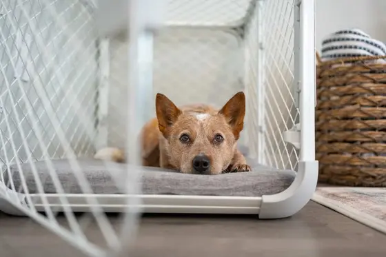 Innovative Pet Products Shaping Dog Care in 2026