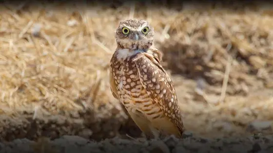 15 Smart Moves for Shopping San Diego Zoo Wildlife Alliance
