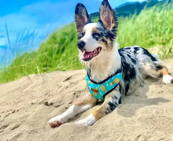 Pack Leashes or Chuck & Don's? Here's What Each Does Best