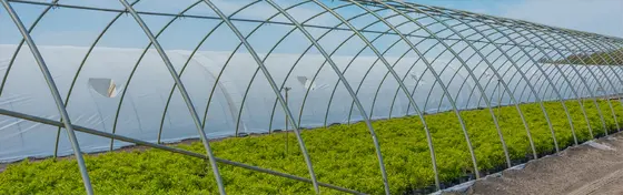 Spring Hill Nursery vs. Competitors: Which Plants Win in 2026?