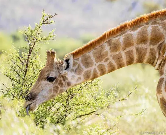 My Two-Month Adventure in Southern Africa: A Cost Breakdown