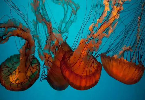 The Honest Comparison: California Academy of Sciences and Its Rivals