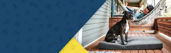 K9 Ballistics: A Dog Owner's Essential Guide