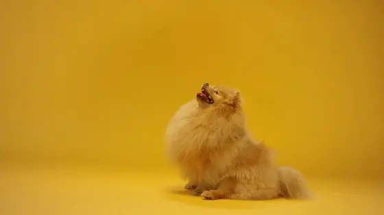 Pupper: What You Actually Get When You Shop for Your Dog