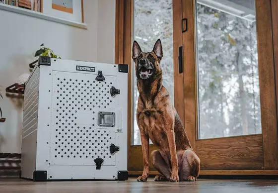 Impact Dog Crates 2026: A Buyer's Reality Check