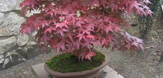 12 Thoughtful Ideas for Embracing Bonsai with Love My Bonsai