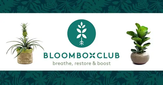 How to Transform Your Space with Bloombox Club