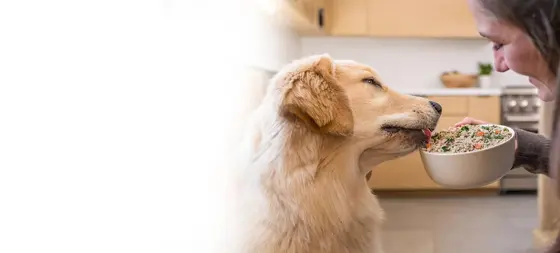 Where Pet Care Is Headed — and Who's Leading
