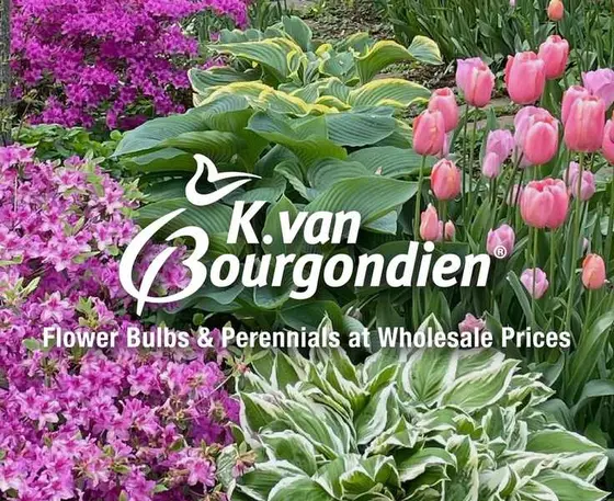 Cultivating Beauty: The Allure of K. Van Bourgondien