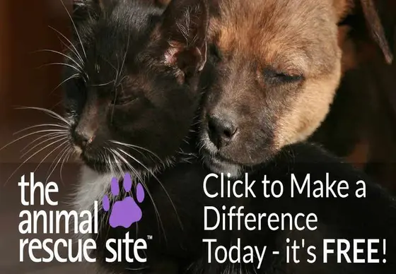 The Animal Rescue Site or Arbor Day Foundation? Here's What Each Does Best