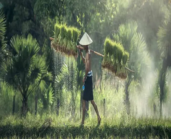 Exploring the Rise of Traditional Remedies in Modern Healthcare