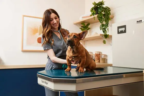 Bond Vet: A Shopper's Field Guide to Pet Care