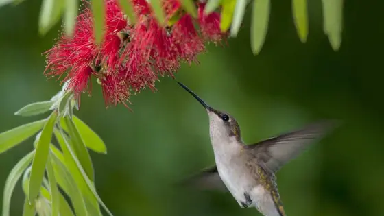 Common Bottlebrush Tree Issues and Solutions for a Thriving Garden