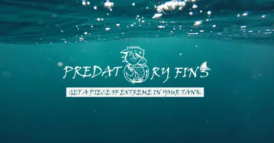 Exploring Predatory Fins: A Deep Dive into Exotic Aquatic Pets