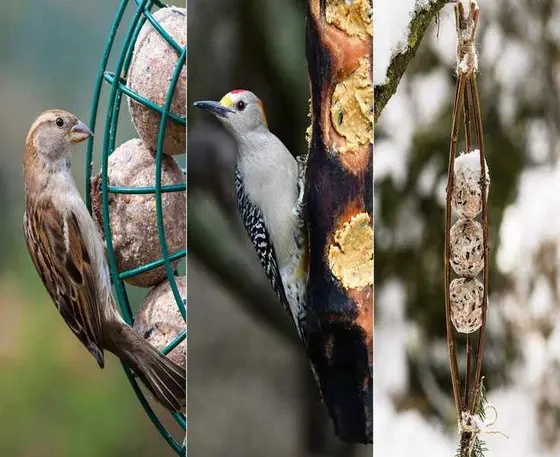 Crafting Fat Balls for Birds: A Simple Guide to Winter Feeding