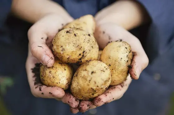 Storing Potatoes: 5 Effective Techniques for Freshness