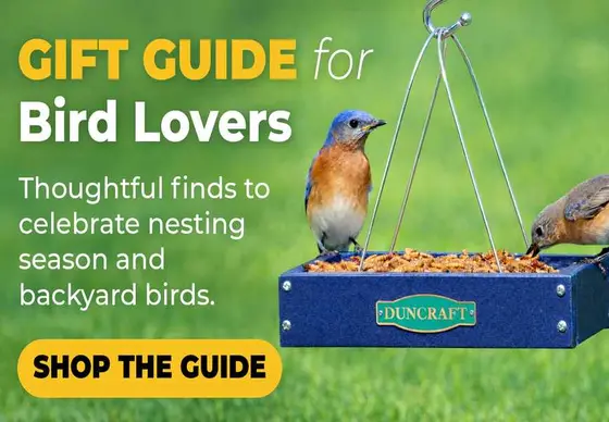 Where Backyard Bird Feeding Is Headed — and Who's Leading