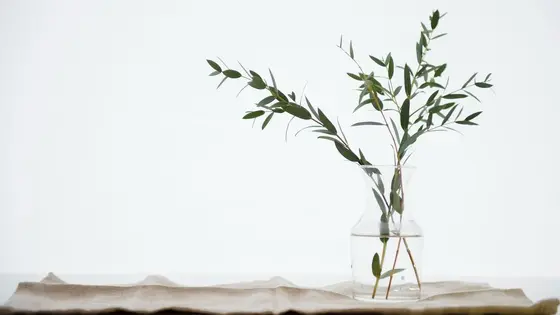 Eucalyptus: The Natural Pest Deterrent Your Home Needs This Summer