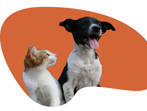 A 2026 Snapshot of the Pet Products Scene