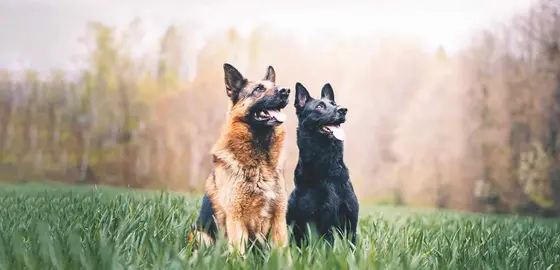 A 2026 Snapshot of the Pet Products Scene