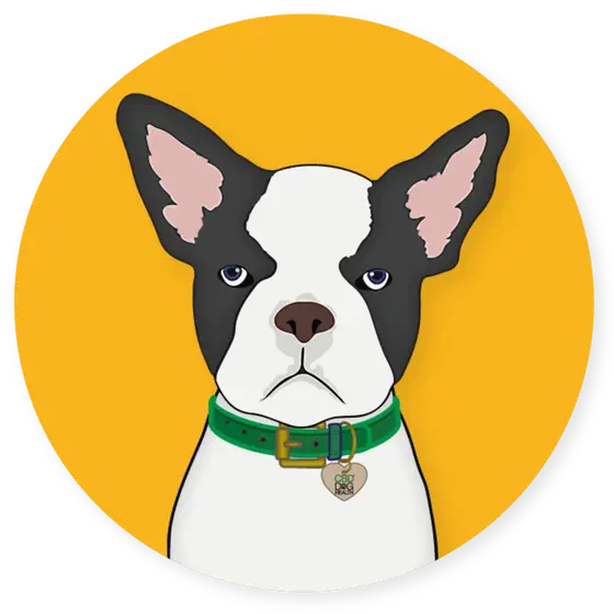 Exploring CBD Dog Health: A Shopper's Field Guide