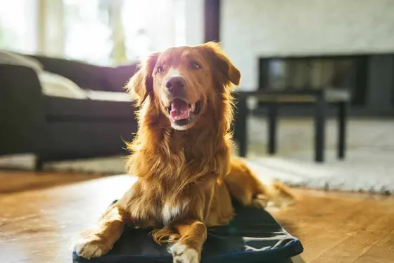 What You Actually Get When You Shop Petspemf for Your Pet