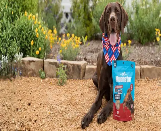14 Essential Tips for Choosing Muenster Pet Products