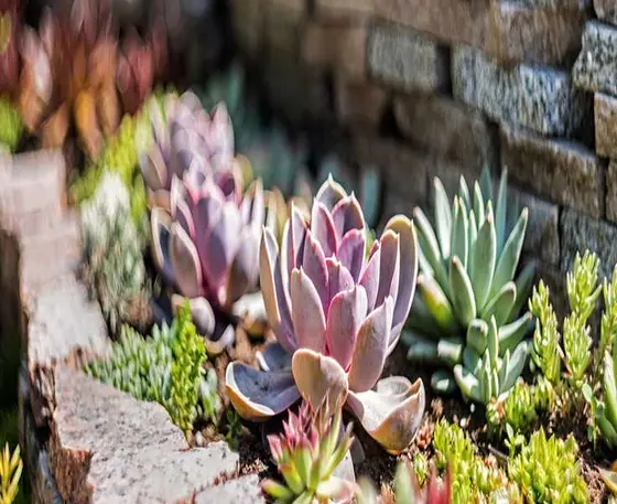 The Quiet Rise of Mountain Crest Gardens
