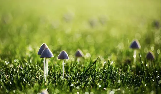 Why Are Mushrooms Appearing in My Yard? Discover 3 Key Reasons