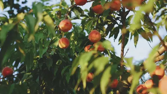 The Peach Truck or Issei Mochi Gummies? Here's What Each Does Best
