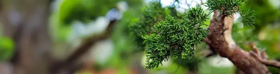 Bonsai Trees' New Wave: Brands to Know This Year