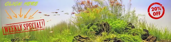 The Quiet Rise of Modern Aquarium