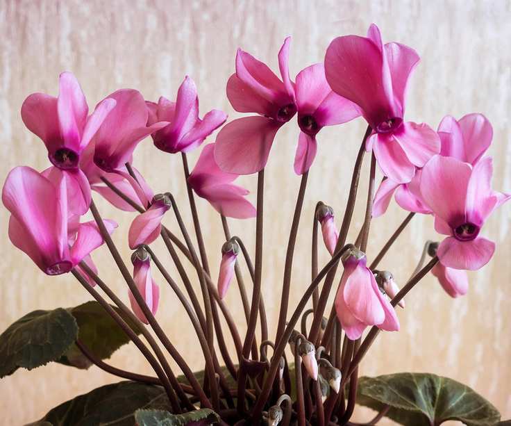 Pale pink cyclamen flowers