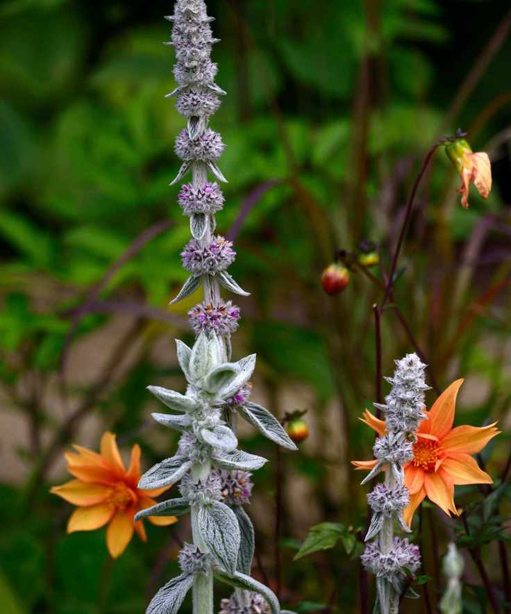 Stachys byzantina (Lamb's ears) and orange dahlia