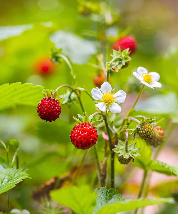 Alpine strawberries