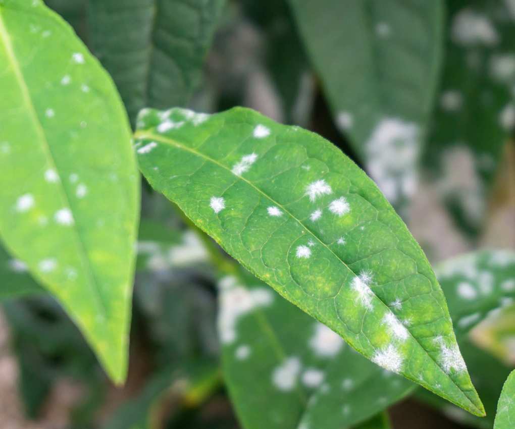 Phlox leaves spotted with white powdery mildew