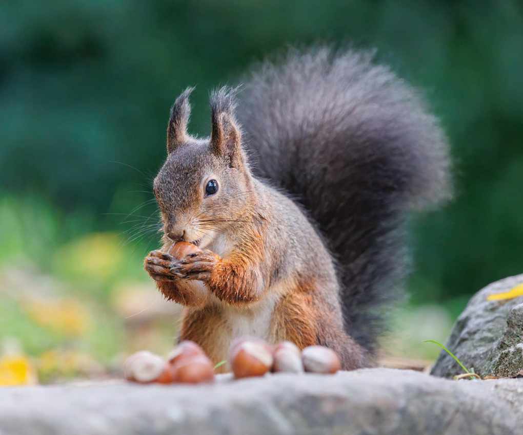 Squirrel eating