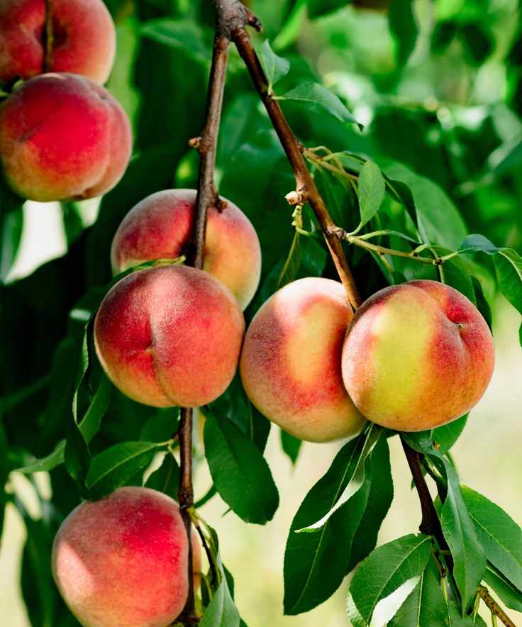 Peach tree