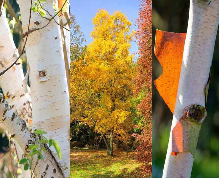 10 Birch Tree Varieties to Discover — From White to Red and Dwarf Types