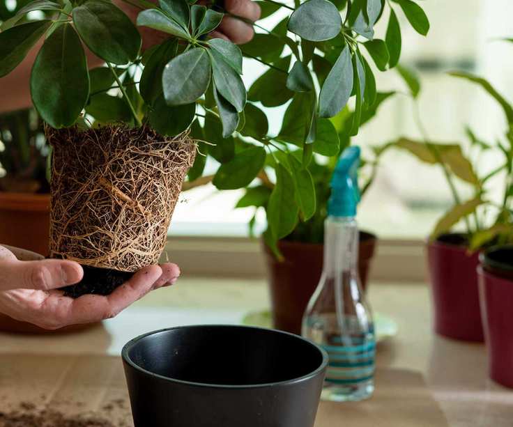 a root-bound schefflera