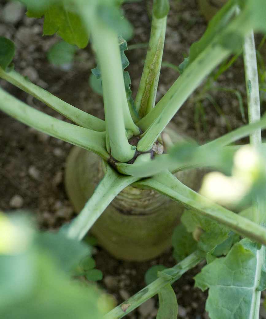 Rutabaga growing the vegetable garden