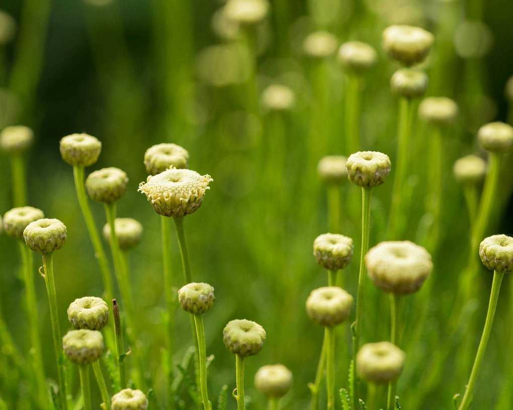 yellow Santolina Neapolitana flowers