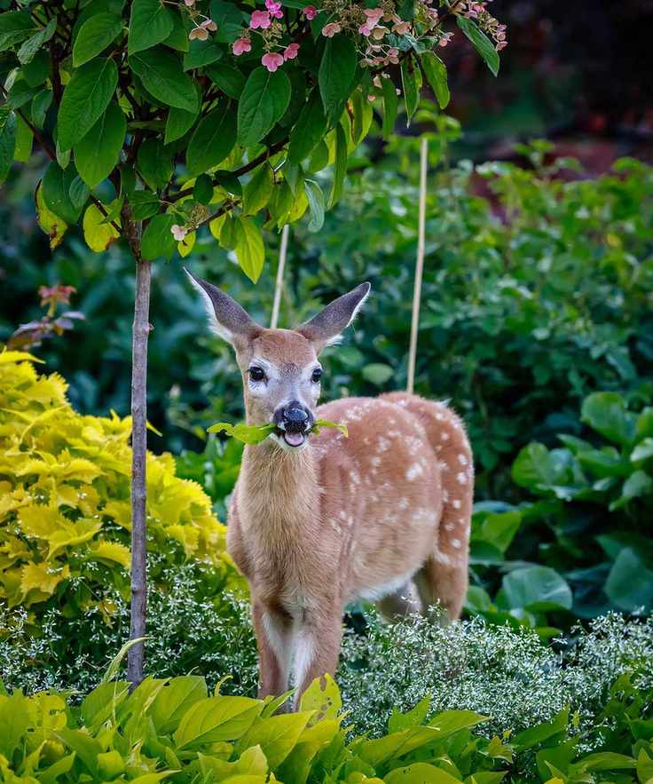 deer in garden